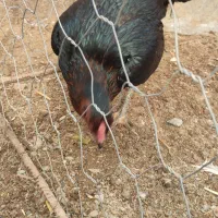 یک عدد مرغ لاری