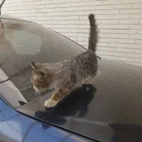 واگذاری گربه|گربه|تبریز, |دیوار