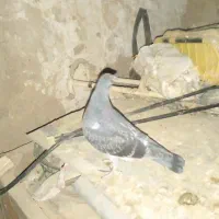 پرنده|پرنده|اردبیل, |دیوار