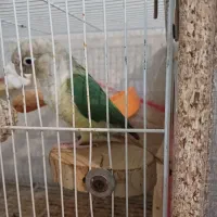 گرینچیک ماده پاین اپل دستی و مولد|پرنده|مشهد, صداقیه|دیوار