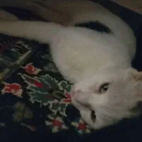 واگذاری گربه بالغ