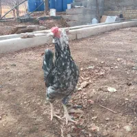 مرغ خروس گلین طوسی وخال سوزنی ریش چهلتاج فوول|حیوانات مزرعه|زنجان, |دیوار