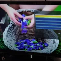 تلویزیون 32اینچ LED پاناسونیک|تلویزیون و پروژکتور|رشت, فلسطین|دیوار