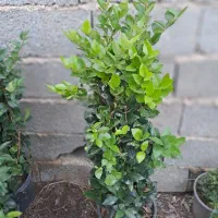 گل و گیاه یاس هلندی