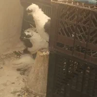 کفتر ابلاغ|پرنده|تبریز, |دیوار