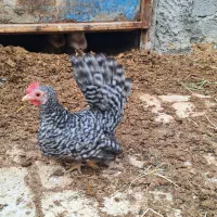 تخم نطفه دار جاپنیز|حیوانات مزرعه|خمینیشهر, |دیوار