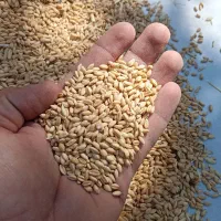 گندم بذری پراو|خدمات باغبانی و درختکاری|جوانرود, |دیوار