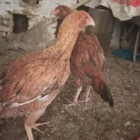 جوجه مرغ و خروس لاری|حیوانات مزرعه|تربت‌حیدریه, طالقانی|دیوار