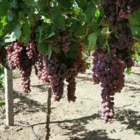 اجرا واحداث باغات داربستی وسنتی|خدمات باغبانی و درختکاری|کرمانشاه, |دیوار