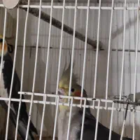 عروس هلندی مولد