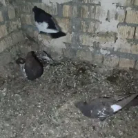 سینه|پرنده|مرودشت, کناره|دیوار