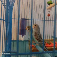 مرغ عشق نروماده|پرنده|باسمنج, |دیوار