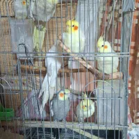 طوطی عروس هلندی