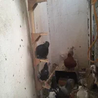 فروش تعدادی کبوتر باهم|پرنده|شیراز, گلکوب|دیوار