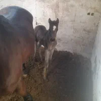 اسب یکسر|اسب و تجهیزات اسب‌سواری|شوش, |دیوار