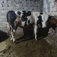 سه تا گوسه نر اصل سمیتال