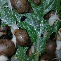 پرورش حلزون خانگی