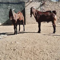 بزغاله پاکستانی نر۱۰ راس. بز میش بره