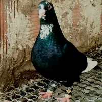 سبز بازی کن