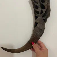 تک شاخ بز کوهی