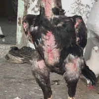 خروس لاری