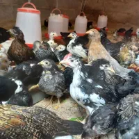 جوجه گلین اصیل لری