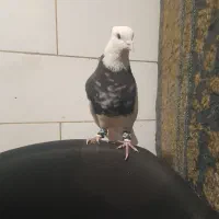 طوق سرور نر مس .