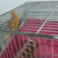 قناری ماده سرخ|پرنده|اصفهان, بهارستان|دیوار