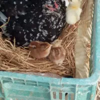 تخم نطفه دار گلین زیبا و دیدنی