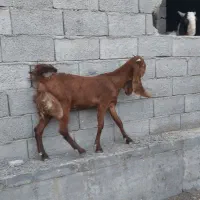 بز پا کستانی