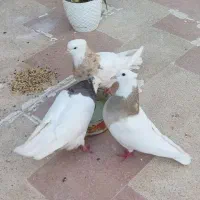 یک جفت کبوترطوقی زرین نروماده خانگی