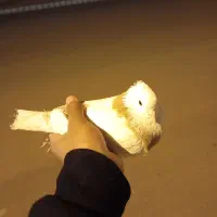 کفتر نیست گلگیره