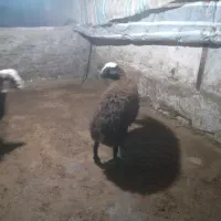 بره نر ارگانیک|حیوانات مزرعه|تنکمان, |دیوار