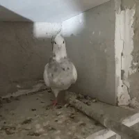 طوقی خال سیا ماده|پرنده|رزن, |دیوار