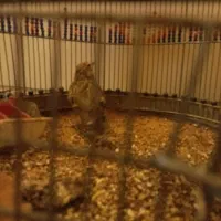 پرندهای زینتی ومولد|پرنده|اسلامشهر, شهرک امام حسین (میان آباد)|دیوار