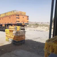 مرغ گوشتی شهرستان عمده ودانه فروشی ومراسمی|عمدهفروشی|زابل, |دیوار