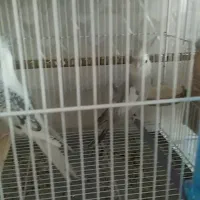 عروس هلندی مولد|پرنده|شیراز, سعدیه شمالی|دیوار