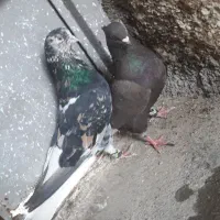 کبوتر دم سفید سرور  قهوه ای