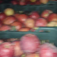 سیب درجه2قرمز و سفید|خوردنی و آشامیدنی|اشنویه, |دیوار