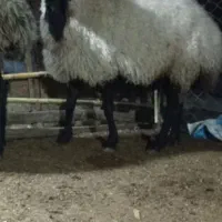 گوسفند|حیوانات مزرعه|مزرعه کتول, |دیوار