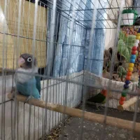 جفت طوطی برزیلی|پرنده|کرمان, |دیوار