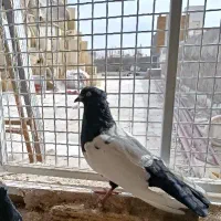 کبوتر طوقی و سینه سیاه