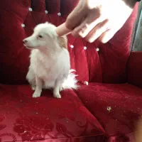 سگ نر|سگ|زنجان, |دیوار