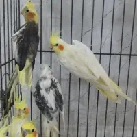 طوطی عروس هلندی مولد همه رنگ|پرنده|تالش, هشتپر|دیوار