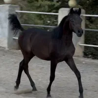 کره نریان عرب ۲سر وارداتی (نوه ی مروان الشقب)|اسب و تجهیزات اسب‌سواری|تهران, چیتگر شمالی|دیوار