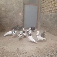 کفتر