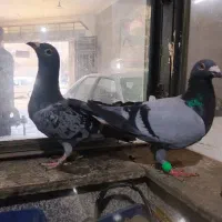 کفتر هم جفتگاه هم پرشی