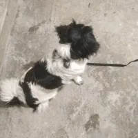 سک خانگی|سگ|شیراز, شهرک قمشه|دیوار