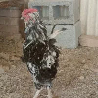 یک عدد خروس گلین اصل