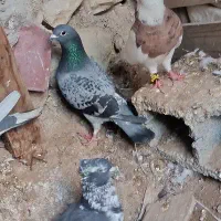 کبوتر بوشهری و خارجی